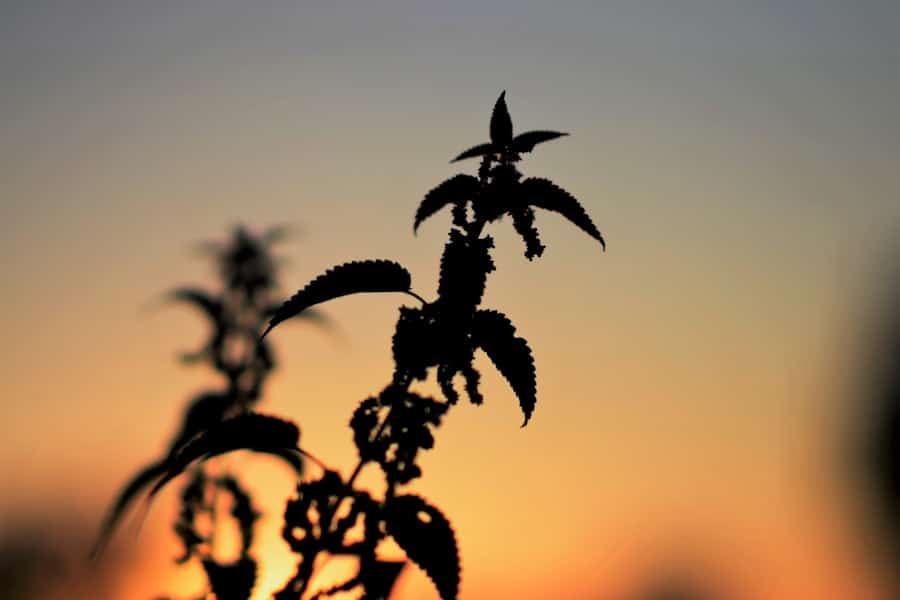Nettle plant