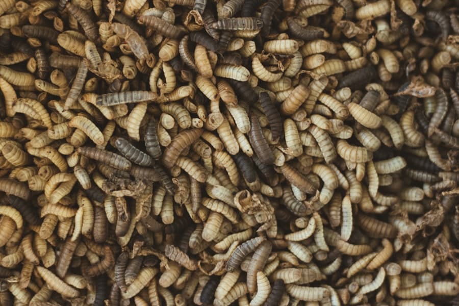 Caraway seeds