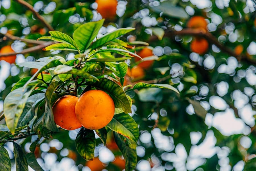 Citrus fruits