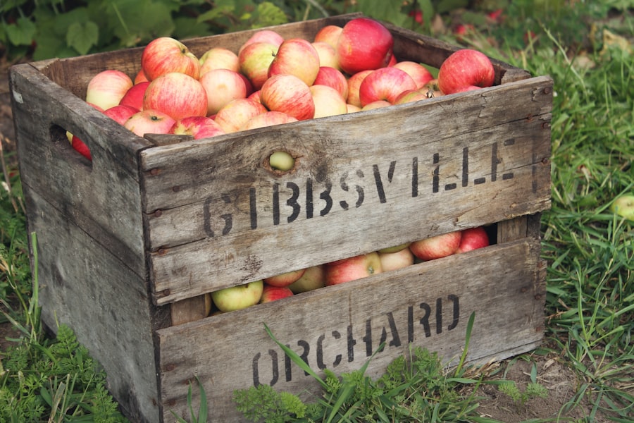 Apple orchard