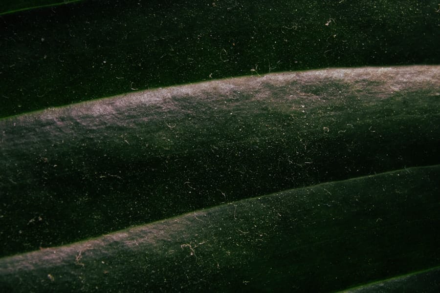 Fresh zucchini
