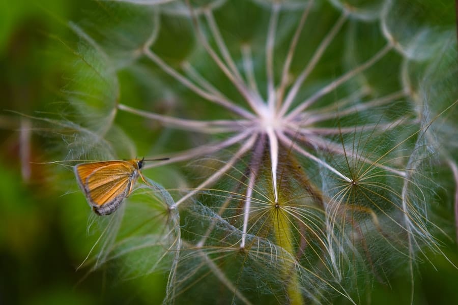 Dandelion flowers