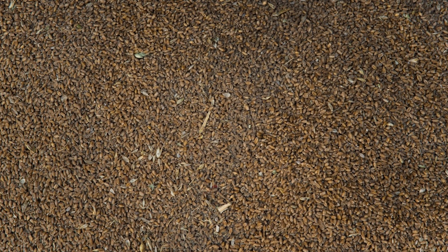 Caraway seeds