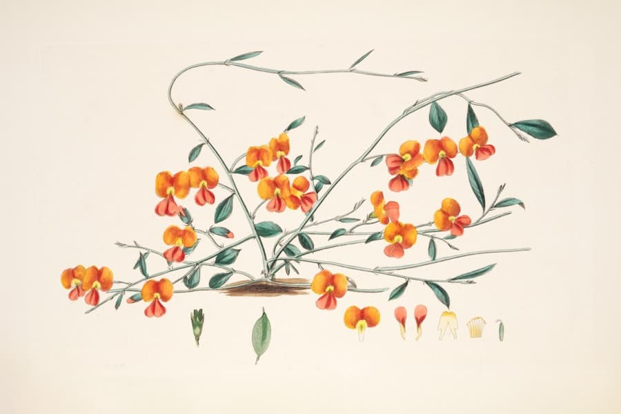 Botanical illustration