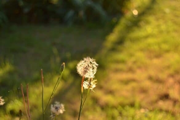 Photo Dandelion flowers
