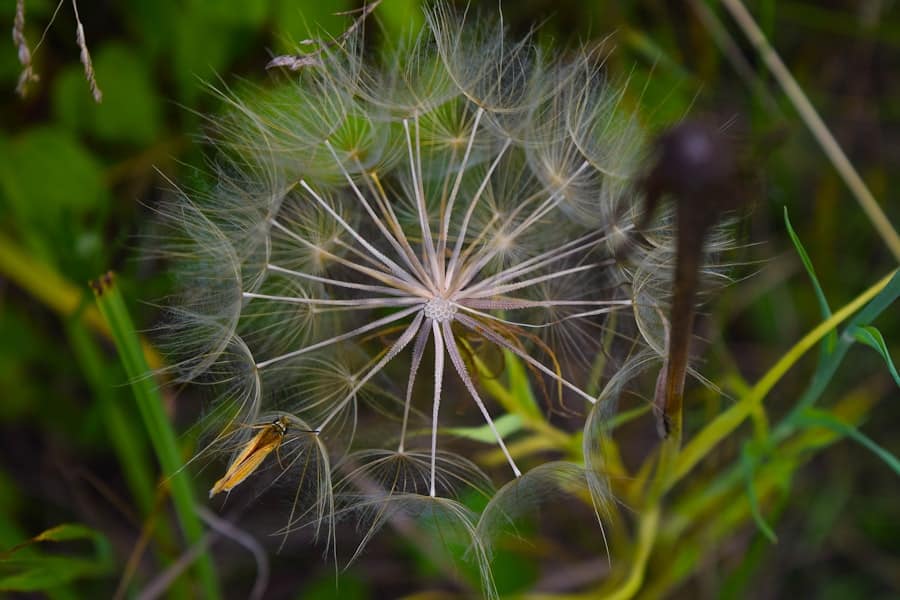Photo Dandelion flowers