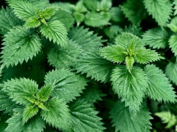 Photo Stinging nettle