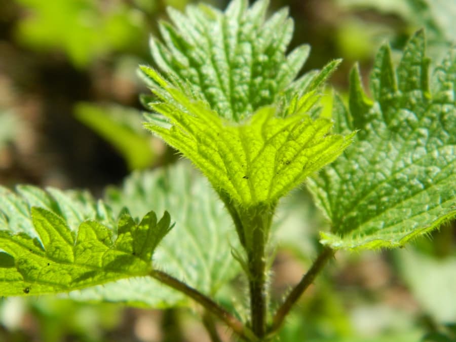 Photo Stinging nettle