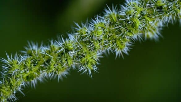 Photo Nettle plant