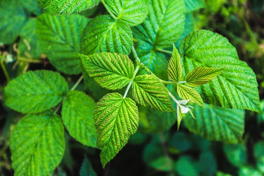Photo Nettle plant