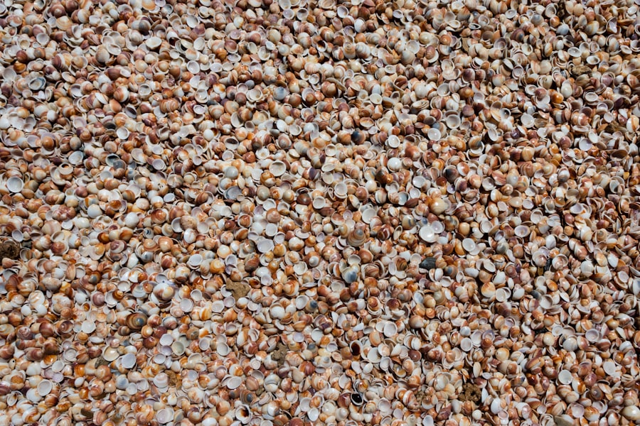Photo Caraway seeds
