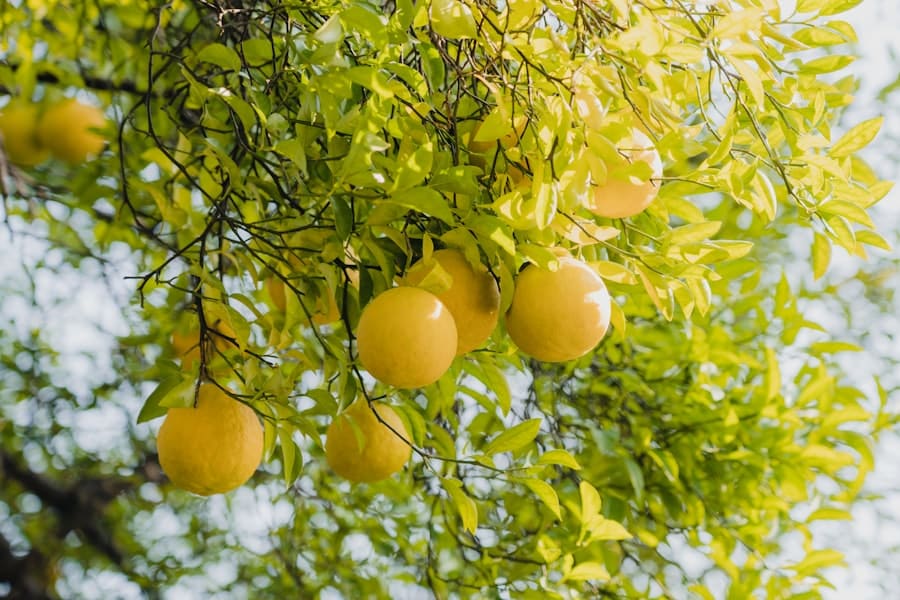 Photo Citrus fruits