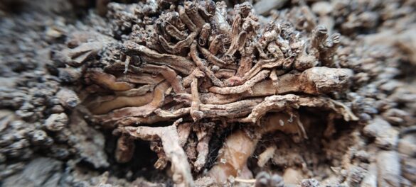 Photo Astragalus root