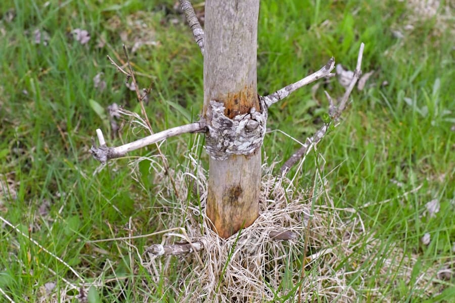 Photo Astragalus root