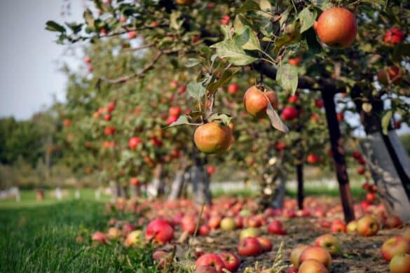 Photo Apple orchard