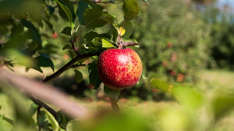 Photo Apple orchard