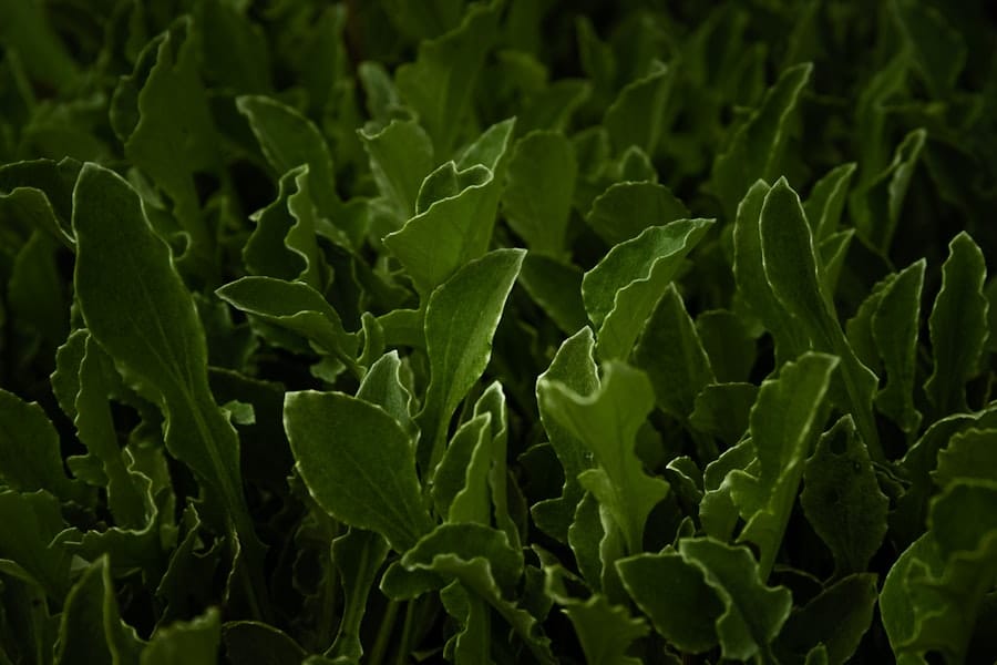 Photo Fresh cilantro