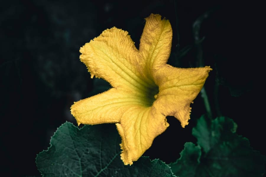 Photo Fresh zucchini
