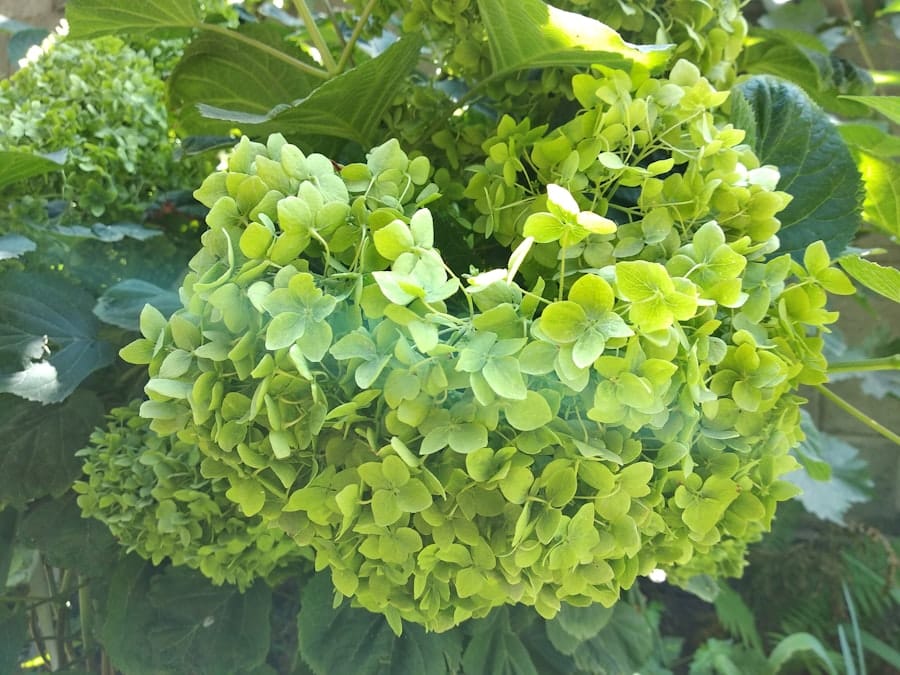 Photo Fresh courgette