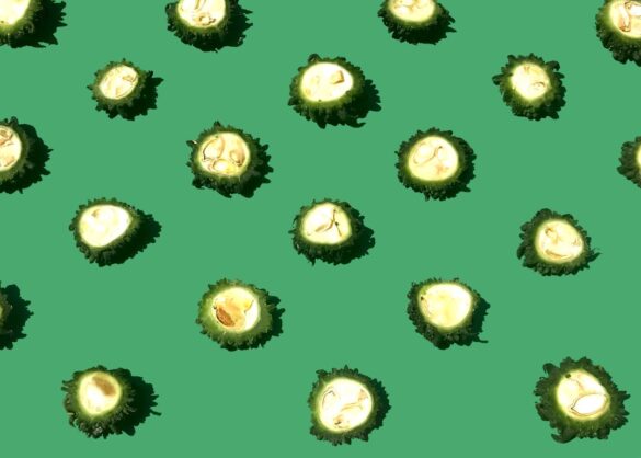 Photo Zucchini slices