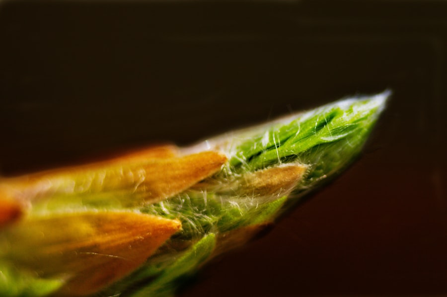 Photo Zucchini slices