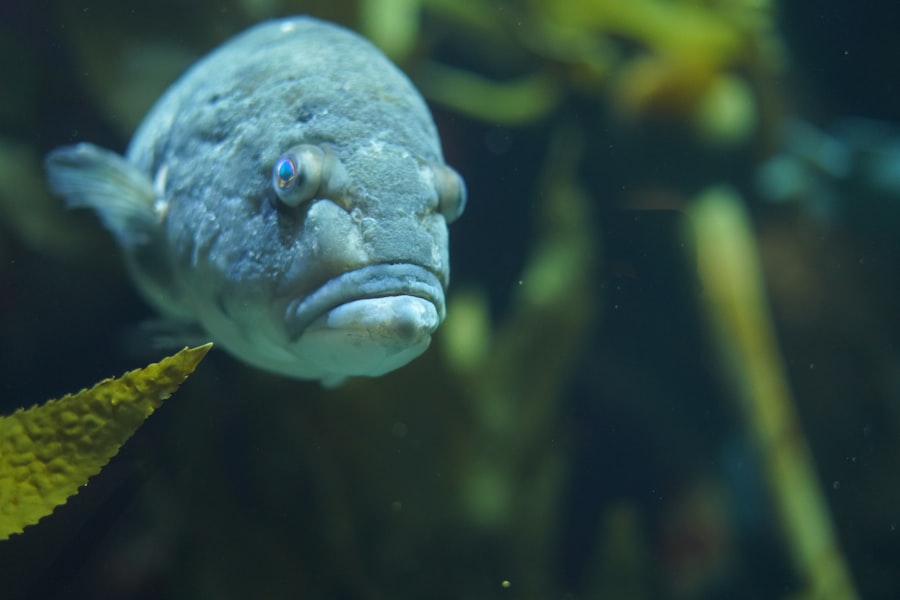 Photo Underwater predator