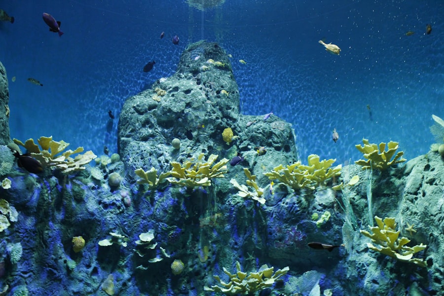 Photo Underwater habitat