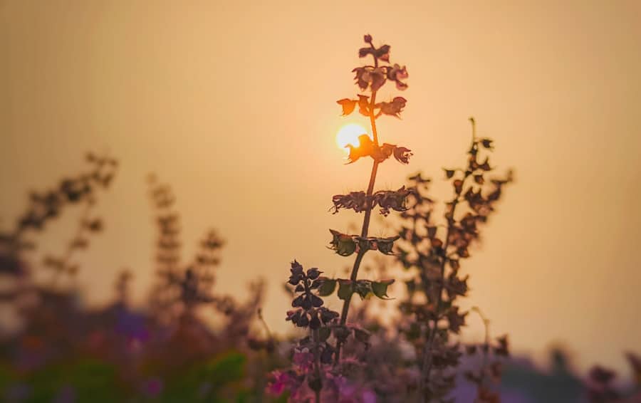 Photo Holy basil
