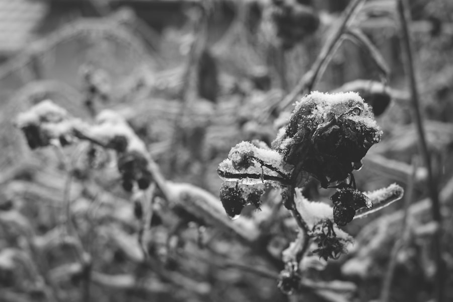 winter vomiting disease